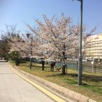 桜が満開です!!
