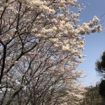 桜が満開のもと、お客様のところにお伺いしました